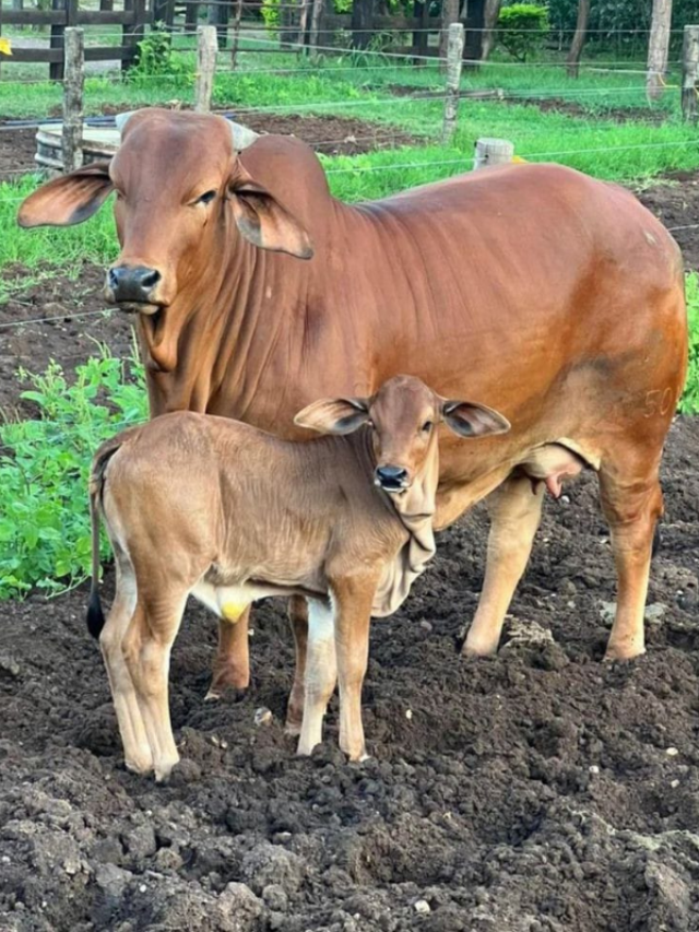 पाकिस्तान से है साहीवाल का कनेक्शन जानें कैसे