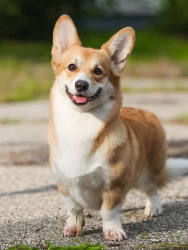 एक बार देखो तो प्यार हो जाए, 6 क्यूट डॉग और कैट ब्रीड्स