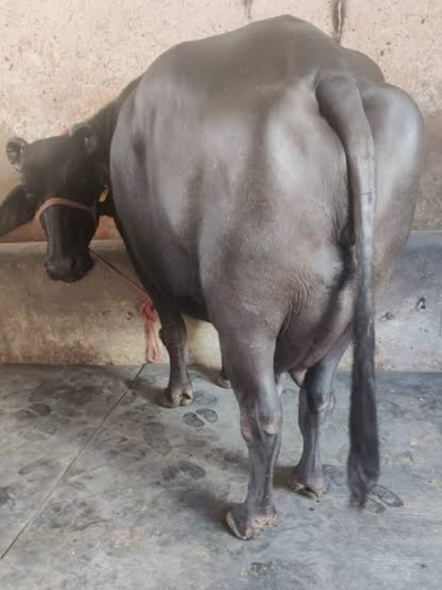 गाय भैस का दूध बढ़ा देते हैं ये दो चारे, घर में भी उगा सकते हैं