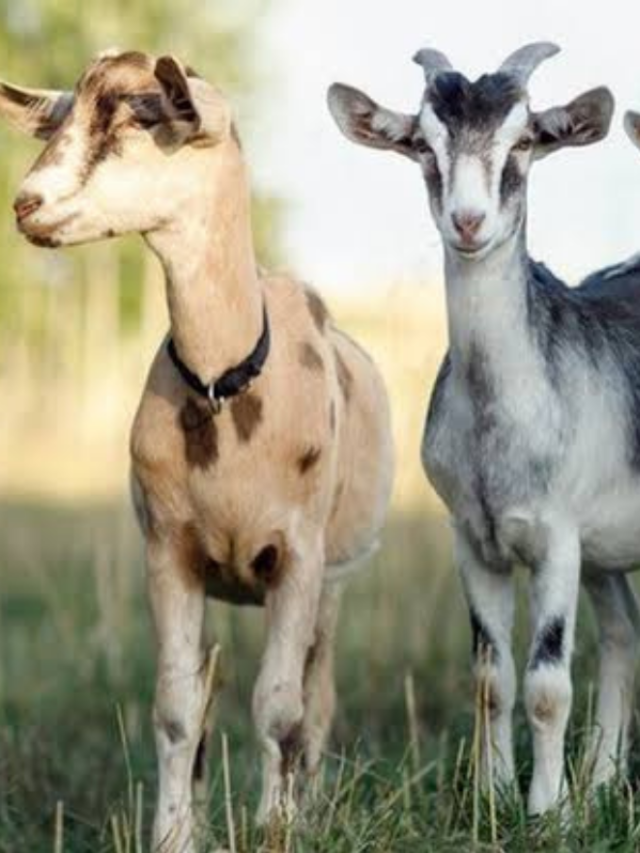 जितनी मर्जी फ्री में के जाओ बकरी, यहां निकला अनोखा ऑफर, जानें..