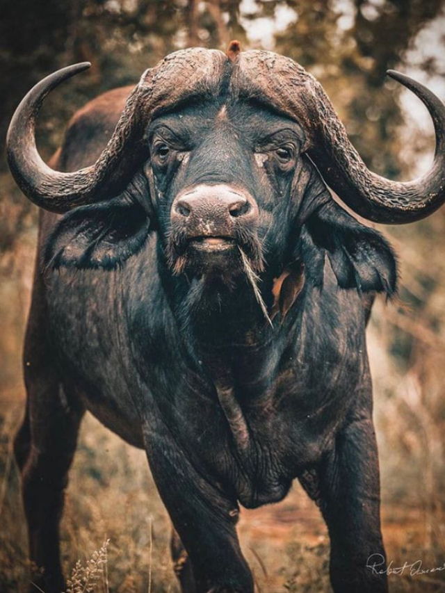 बाहुबली है भैंस की ये नस्ल, 30 लीटर तक देती है दूध