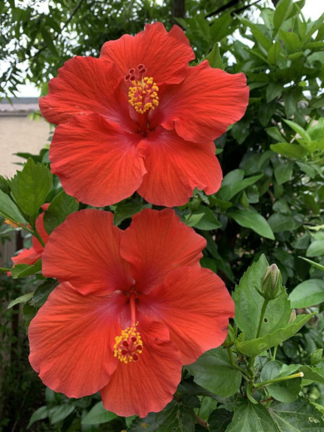 घर की इस दिशा में लगाए बस यह 1 पौधा, बरसेगा पैसा ही पैसा