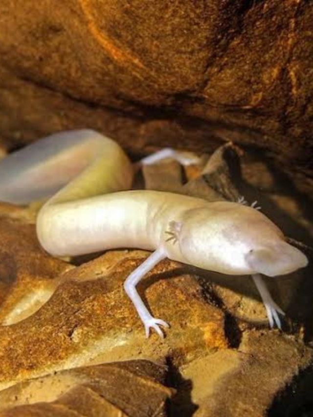 बिना कुछ भी खाए महीनों जिंदा रह सकते हैं ये 7 जानवर