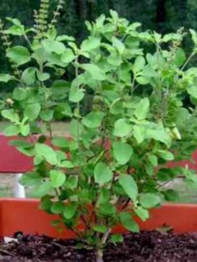 अब नहीं सूखेगा तुलसी का पौधा, जानिए हरा-भरा रखने के आसान उपाय