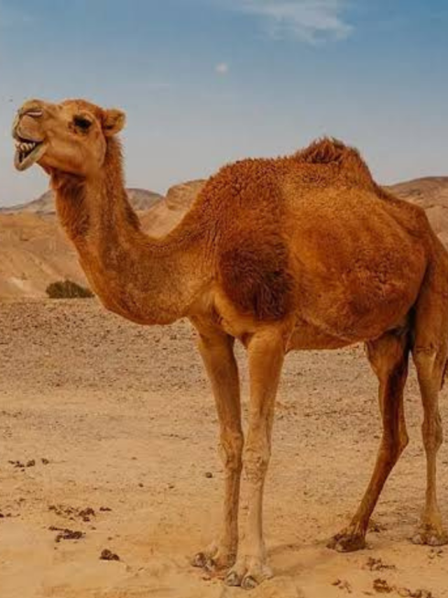 चिलचिलाती गर्मी में भी जीवित रहते है ये 7 जानवर