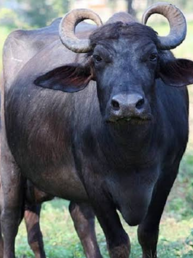 कम दूध देने वाली भदावरी भैंस, क्यों हैं पशुपालकों की फेवरेट? खासियत जानें