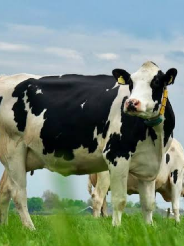 गाय-भैंस पालने वालें इन फसलों की खेती करें, बचेंगे खूब पैसे