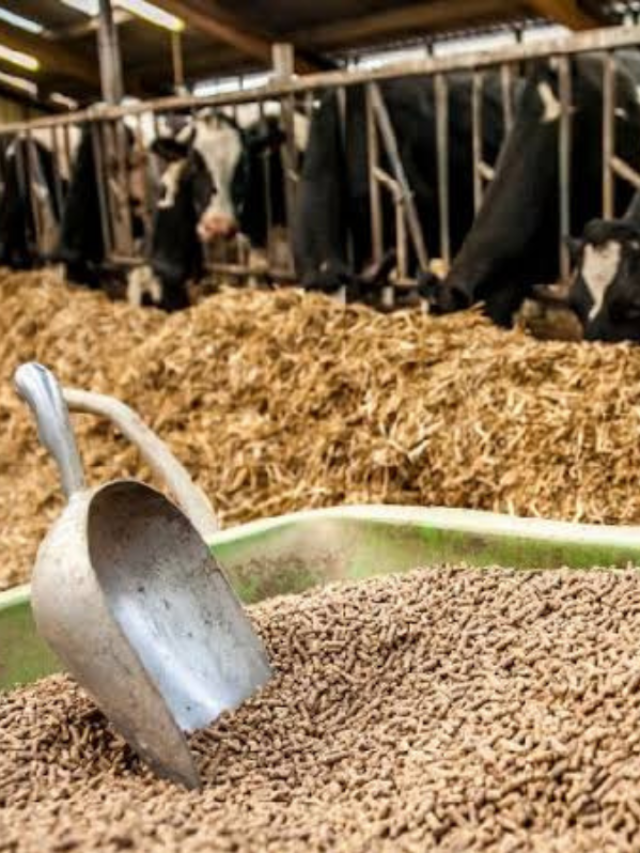 घर में पशु आहार बनाने का सबसे आसान तरीका